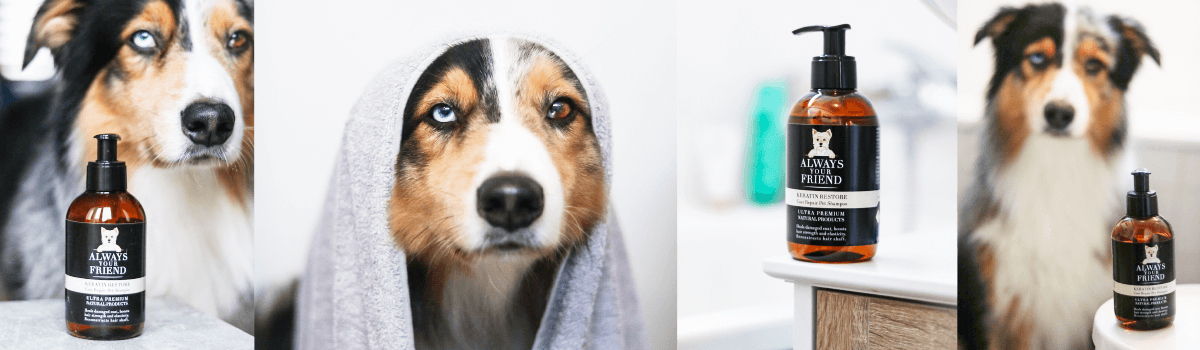 dog bath frequency